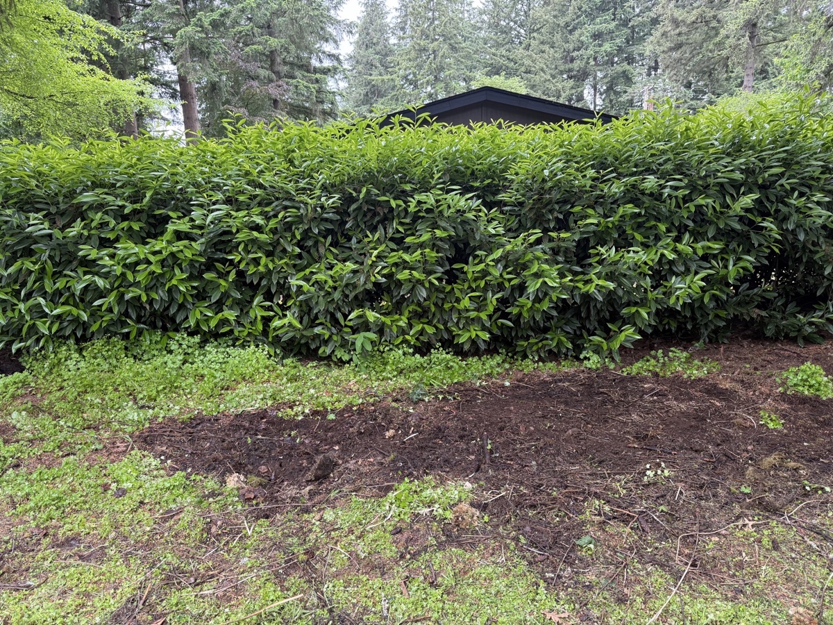 After photo showing cleared outdoor area after yard debris removal